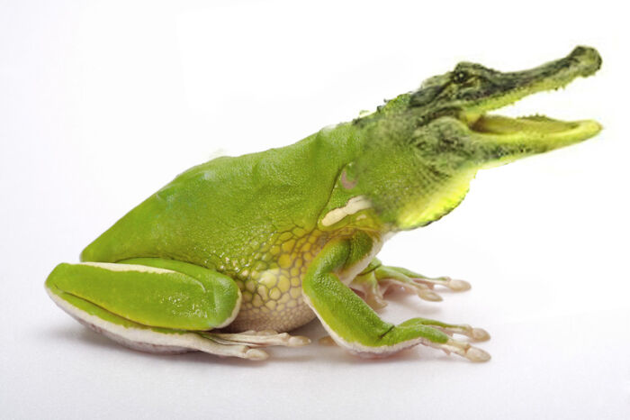 Hey Pandas, Create The Weirdest Animal Yet Using Photoshop (Closed) Hey Pandas, Create The Weirdest Animal Yet Using Photoshop (Closed)