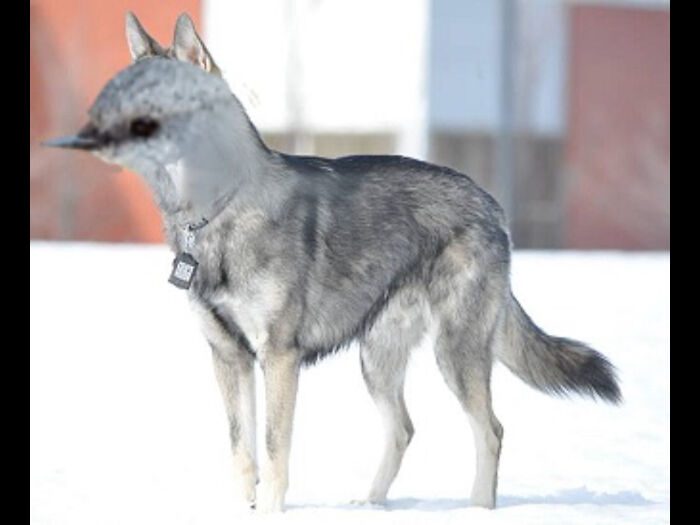 Hey Pandas, Create The Weirdest Animal Yet Using Photoshop (Closed) Hey Pandas, Create The Weirdest Animal Yet Using Photoshop (Closed)