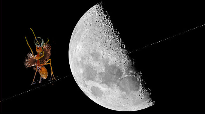 Hey Pandas, Create The Weirdest Animal Yet Using Photoshop (Closed) Hey Pandas, Create The Weirdest Animal Yet Using Photoshop (Closed)