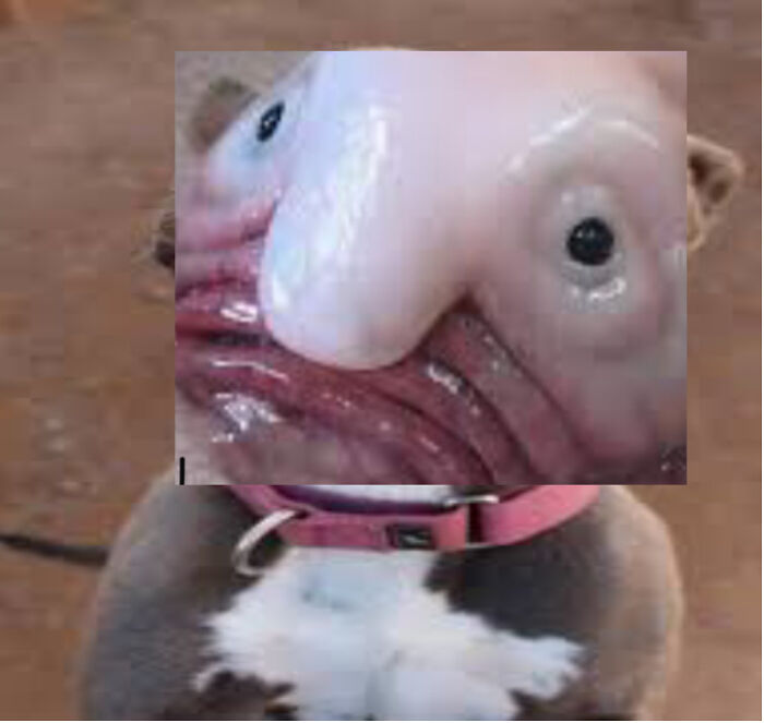 Hey Pandas, Create The Weirdest Animal Yet Using Photoshop (Closed) Hey Pandas, Create The Weirdest Animal Yet Using Photoshop (Closed)