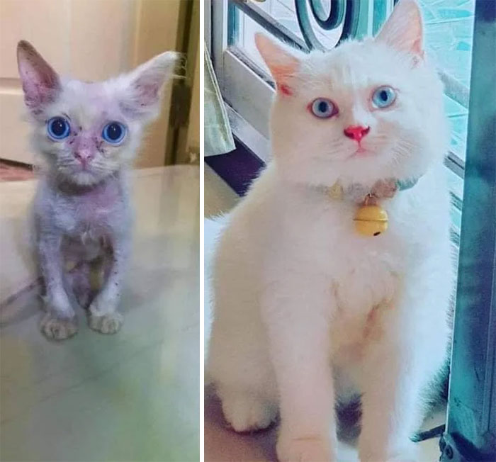 50 Before &#038; After Pics Of Tiny Kittens Turning Into Beautiful Cats (New Pics)