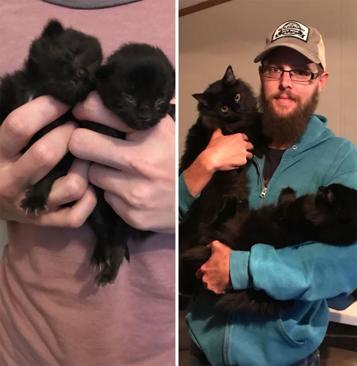 50 Before &#038; After Pics Of Tiny Kittens Turning Into Beautiful Cats (New Pics)
