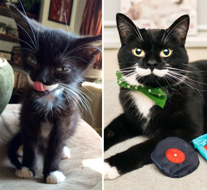 50 Before &#038; After Pics Of Tiny Kittens Turning Into Beautiful Cats (New Pics)
