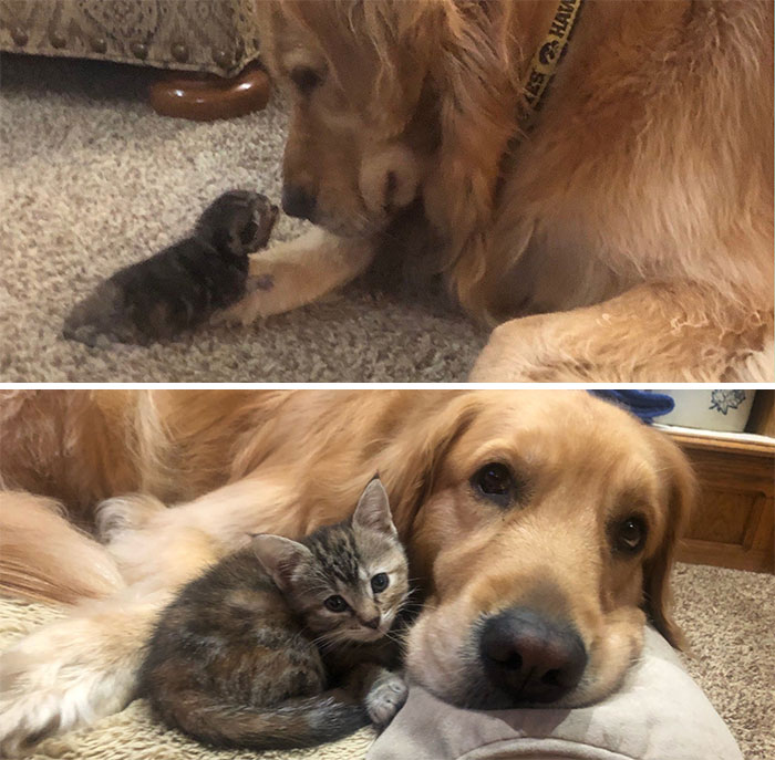 50 Before &#038; After Pics Of Tiny Kittens Turning Into Beautiful Cats (New Pics)