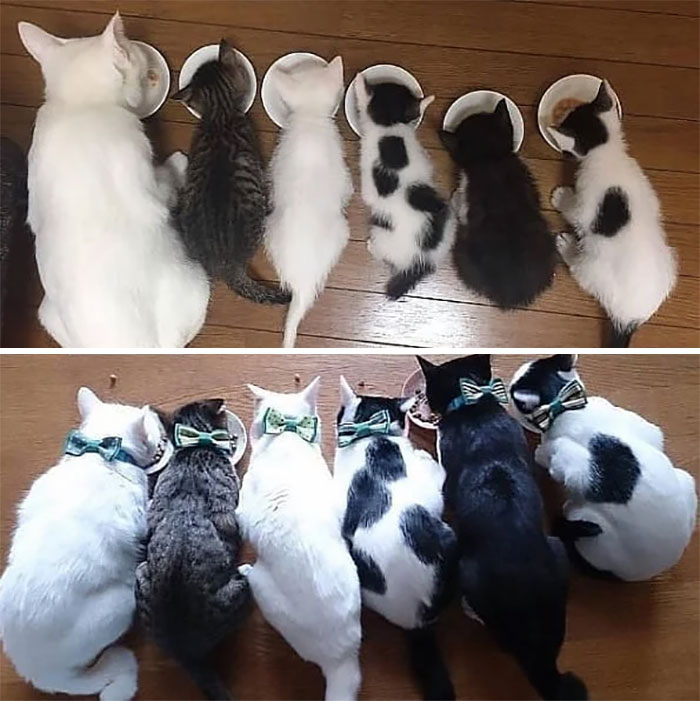 50 Before &#038; After Pics Of Tiny Kittens Turning Into Beautiful Cats (New Pics)