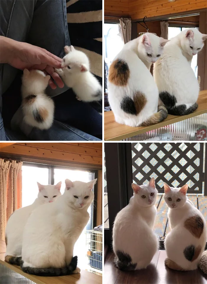 50 Before &#038; After Pics Of Tiny Kittens Turning Into Beautiful Cats (New Pics)