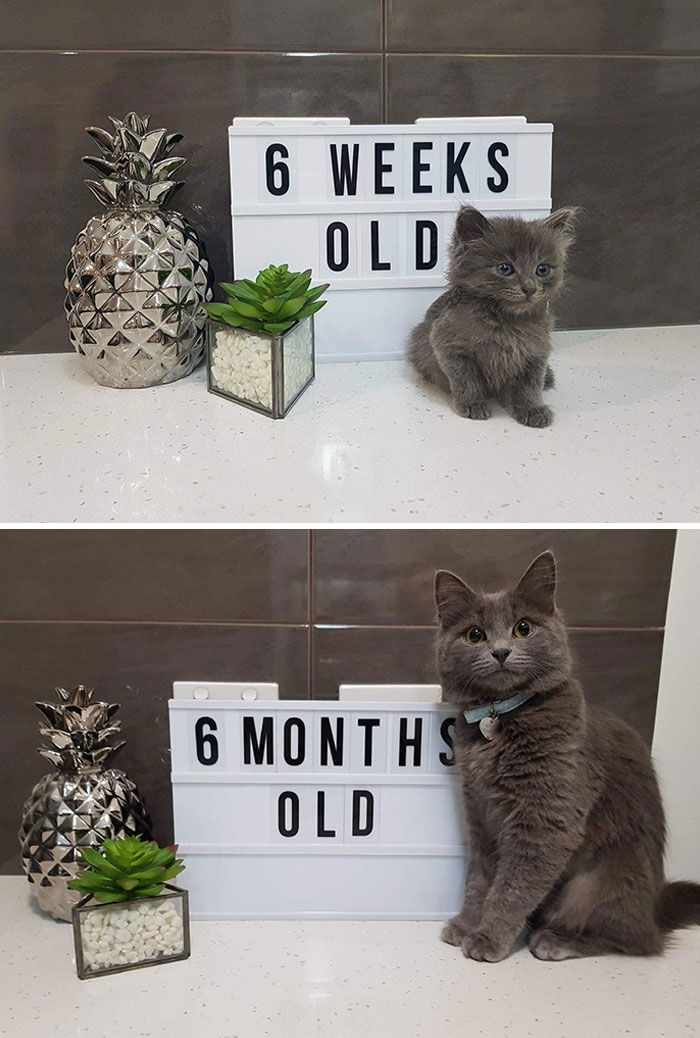 50 Before &#038; After Pics Of Tiny Kittens Turning Into Beautiful Cats (New Pics)