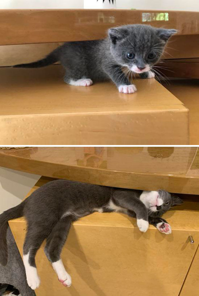 50 Before &#038; After Pics Of Tiny Kittens Turning Into Beautiful Cats (New Pics)