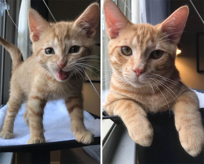 50 Before &#038; After Pics Of Tiny Kittens Turning Into Beautiful Cats (New Pics)