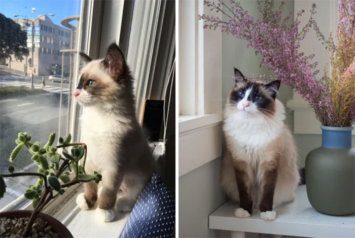 50 Before &#038; After Pics Of Tiny Kittens Turning Into Beautiful Cats (New Pics)