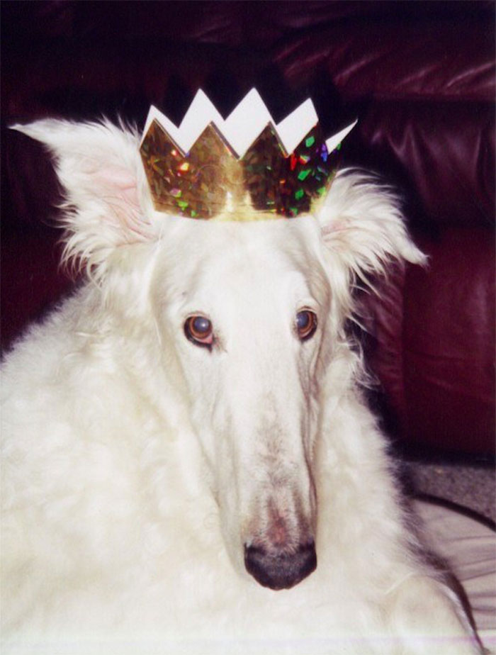 Hey Pandas, Photoshop This Dog Pic (Closed) Hey Pandas, Photoshop This Dog Pic (Closed)