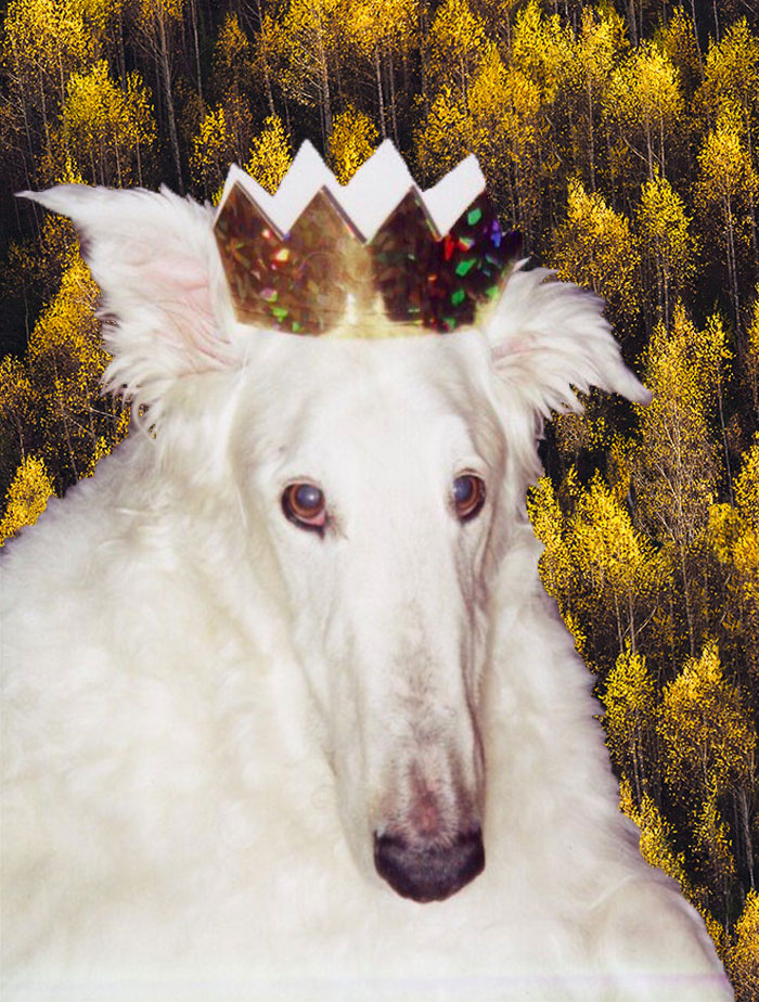 Hey Pandas, Photoshop This Dog Pic (Closed) Hey Pandas, Photoshop This Dog Pic (Closed)