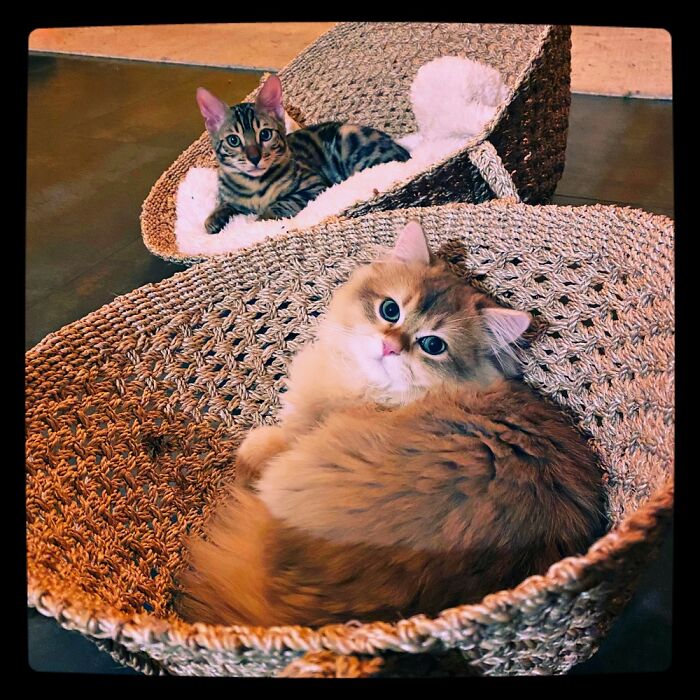 Hey Pandas, If You Have More Than One Pet, Post Them All In One Picture (Closed) Hey Pandas, If You Have More Than One Pet, Post Them All In One Picture (Closed)