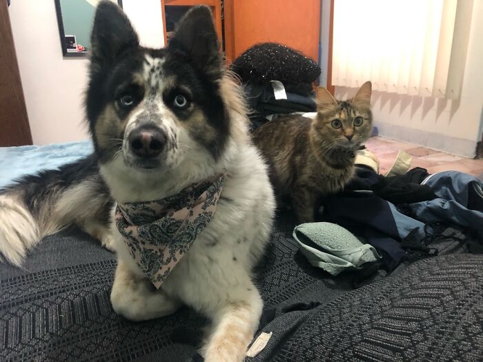 Hey Pandas, If You Have More Than One Pet, Post Them All In One Picture (Closed)