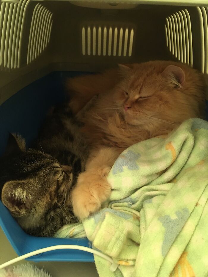 Hey Pandas, If You Have More Than One Pet, Post Them All In One Picture (Closed)