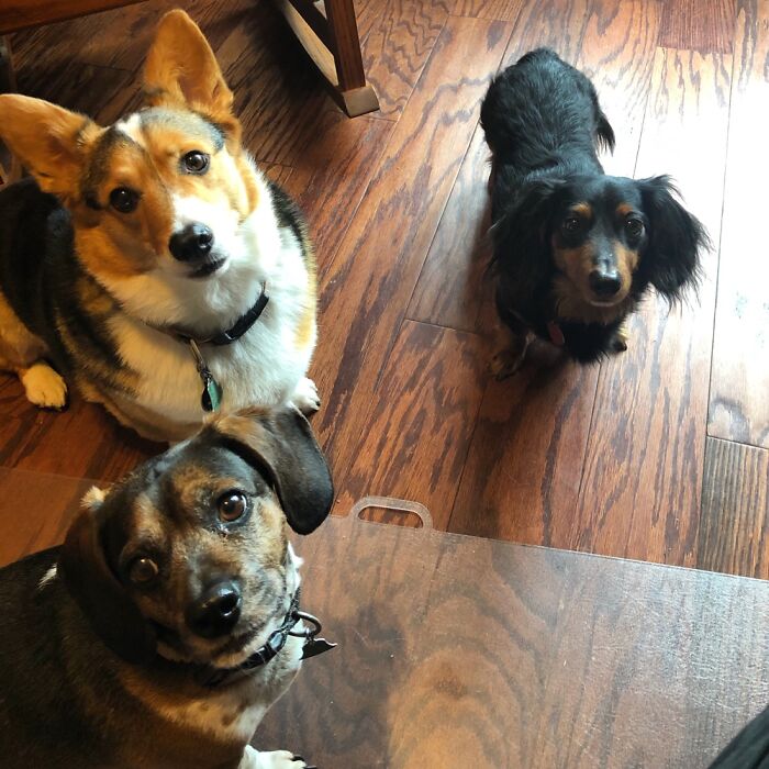 Hey Pandas, If You Have More Than One Pet, Post Them All In One Picture (Closed) Hey Pandas, If You Have More Than One Pet, Post Them All In One Picture (Closed)