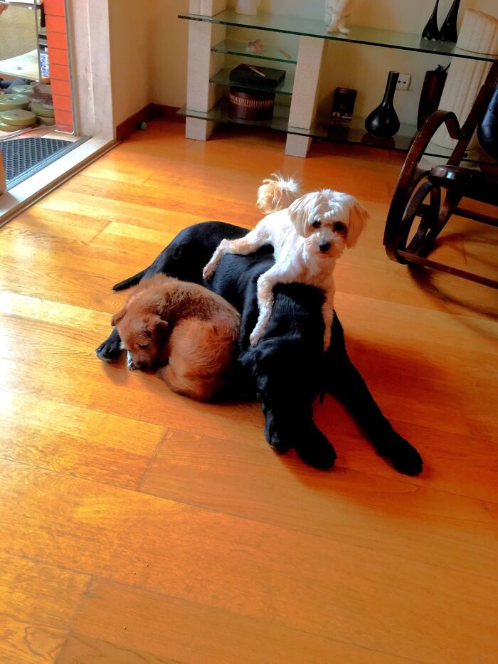 Hey Pandas, If You Have More Than One Pet, Post Them All In One Picture (Closed) Hey Pandas, If You Have More Than One Pet, Post Them All In One Picture (Closed)