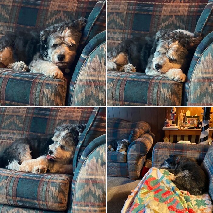 Hey Pandas, If You Have More Than One Pet, Post Them All In One Picture (Closed)