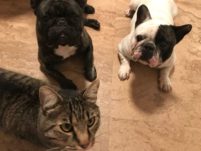 Hey Pandas, If You Have More Than One Pet, Post Them All In One Picture (Closed) Hey Pandas, If You Have More Than One Pet, Post Them All In One Picture (Closed)