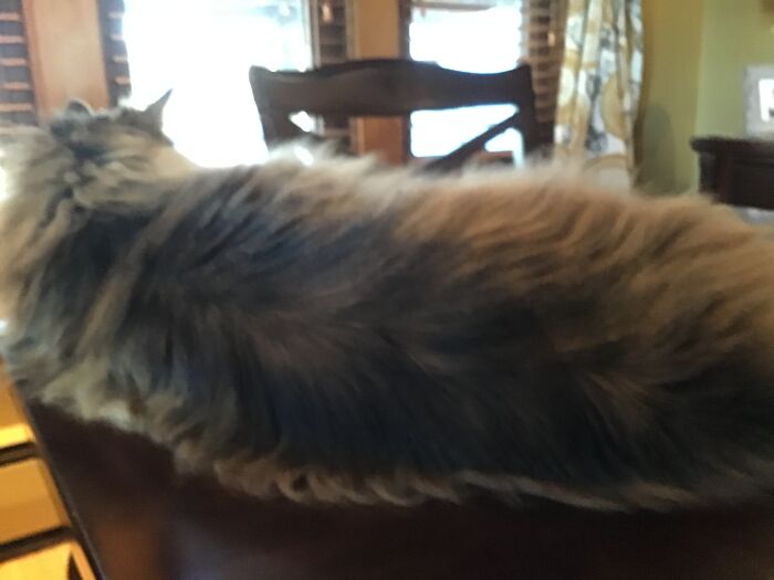 Hey Pandas, If You Have More Than One Pet, Post Them All In One Picture (Closed)