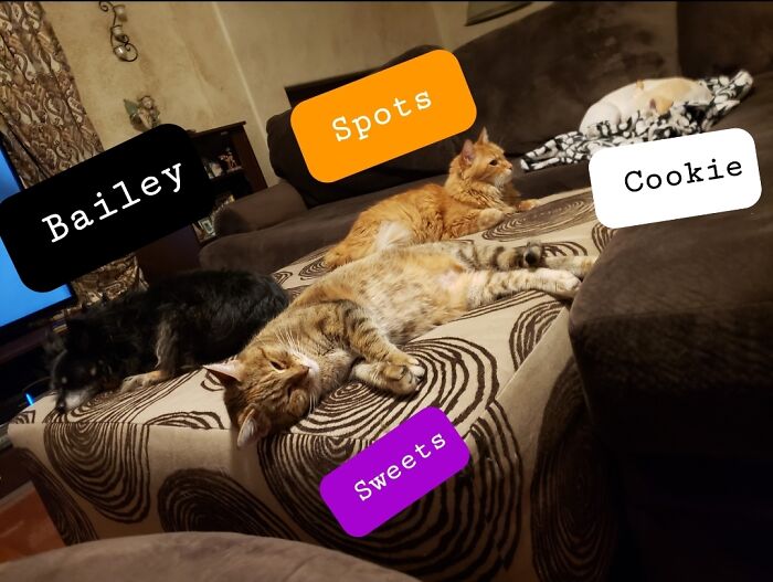 Hey Pandas, If You Have More Than One Pet, Post Them All In One Picture (Closed)