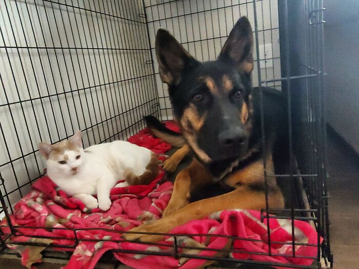 Hey Pandas, If You Have More Than One Pet, Post Them All In One Picture (Closed) Hey Pandas, If You Have More Than One Pet, Post Them All In One Picture (Closed)