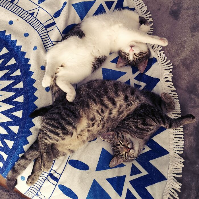 Hey Pandas, If You Have More Than One Pet, Post Them All In One Picture (Closed) Hey Pandas, If You Have More Than One Pet, Post Them All In One Picture (Closed)