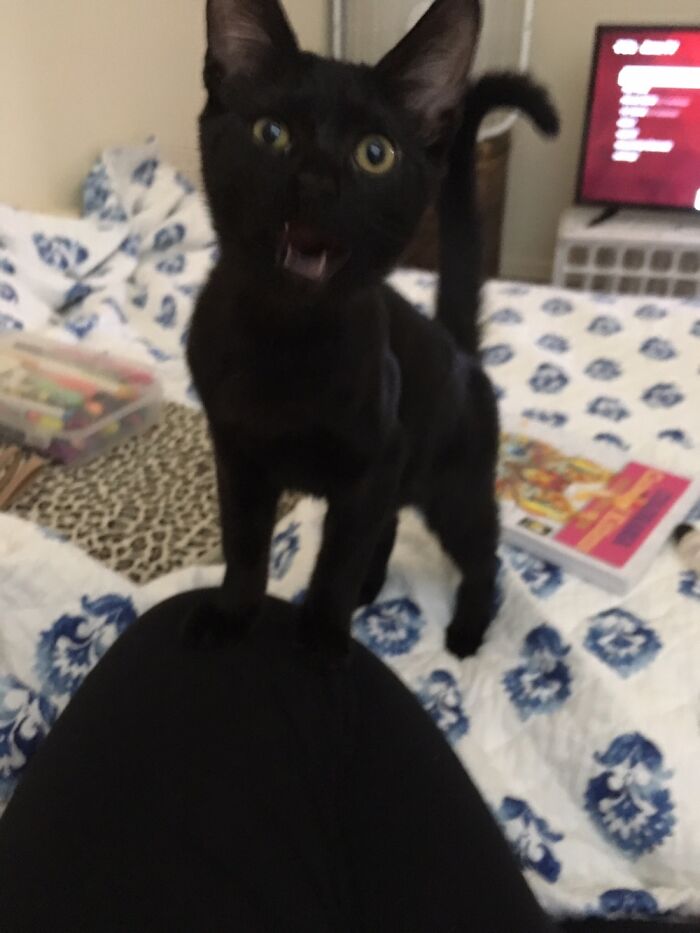 Pandas, Post Pictures Of Your Derpy Pets That Make You Smile (Closed)