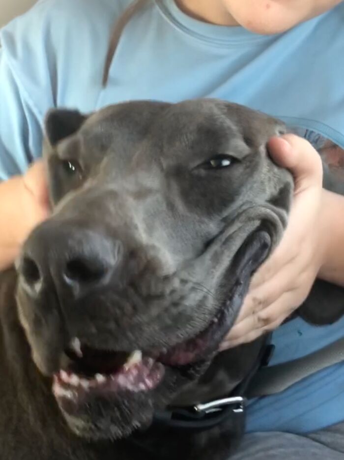 Pandas, Post Pictures Of Your Derpy Pets That Make You Smile (Closed)