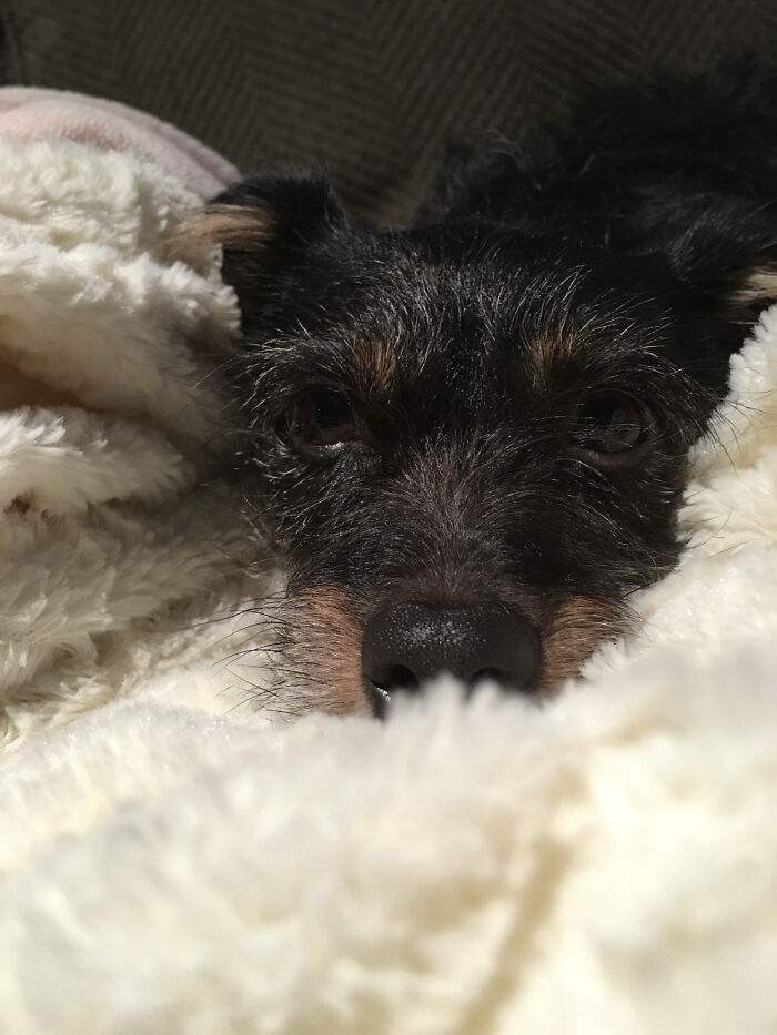 Pandas, Post Pictures Of Your Derpy Pets That Make You Smile (Closed)