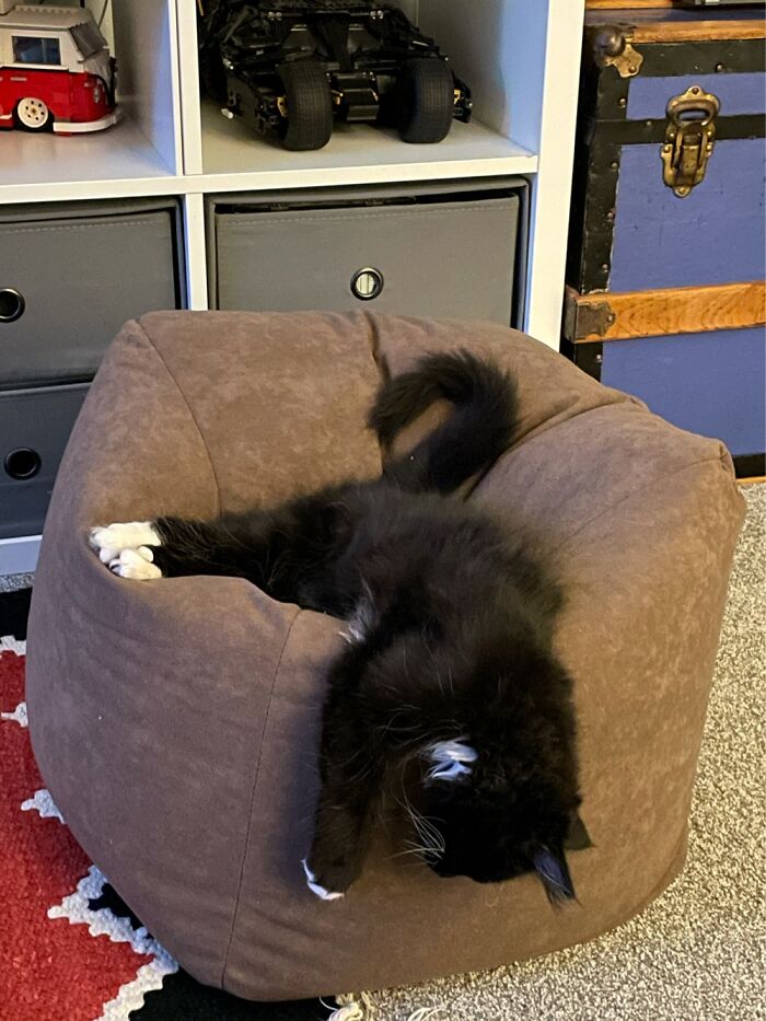 Pandas, What Strange Way Does Your Pet Like To Sleep? (Closed) Pandas, What Strange Way Does Your Pet Like To Sleep? (Closed)