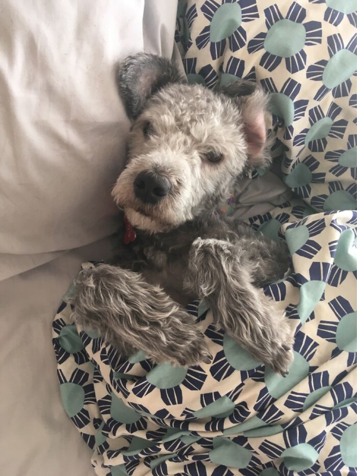 Pandas, What Strange Way Does Your Pet Like To Sleep? (Closed) Pandas, What Strange Way Does Your Pet Like To Sleep? (Closed)