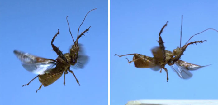 Here’s What These 11 Insect Species Look Like Flying In Slow Motion And Some Of Them Look Hilariously Derpy