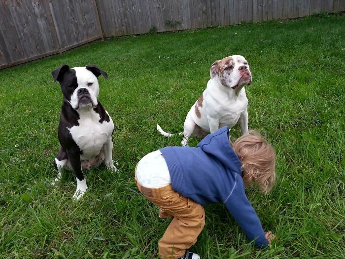 If You Don’t Think Your Kids Need A Dog After Seeing These Pics, You Must Be A Cat (New Pics) If You Don’t Think Your Kids Need A Dog After Seeing These Pics, You Must Be A Cat (New Pics)