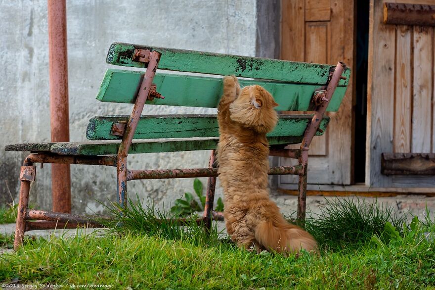 This Photographer Managed To Capture The Step-By-Step Process Of A Cat Chasing Pigeons (15 Pics) This Photographer Managed To Capture The Step-By-Step Process Of A Cat Chasing Pigeons (15 Pics)