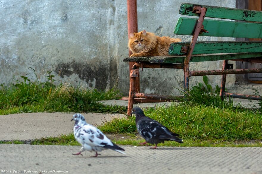 This Photographer Managed To Capture The Step-By-Step Process Of A Cat Chasing Pigeons (15 Pics) This Photographer Managed To Capture The Step-By-Step Process Of A Cat Chasing Pigeons (15 Pics)