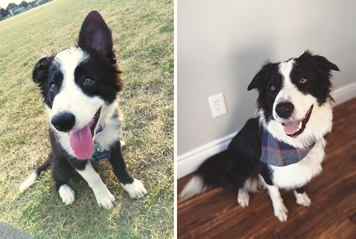 Hey Pandas, Post A Picture Of Your Pet When You First Got Them And Of Your Pet Now (Closed) Hey Pandas, Post A Picture Of Your Pet When You First Got Them And Of Your Pet Now (Closed)