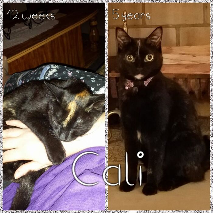 Hey Pandas, Post A Picture Of Your Pet When You First Got Them And Of Your Pet Now (Closed) Hey Pandas, Post A Picture Of Your Pet When You First Got Them And Of Your Pet Now (Closed)