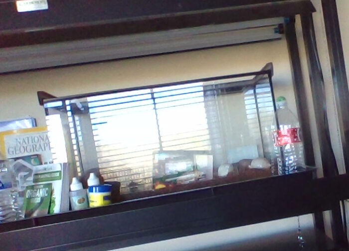 Hey Pandas, Post A Picture Of Your Pet Bird, Reptile, Amphibian, Or Invertebrate (Closed)