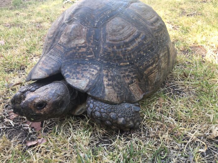 Hey Pandas, Post A Picture Of Your Pet Bird, Reptile, Amphibian, Or Invertebrate (Closed)