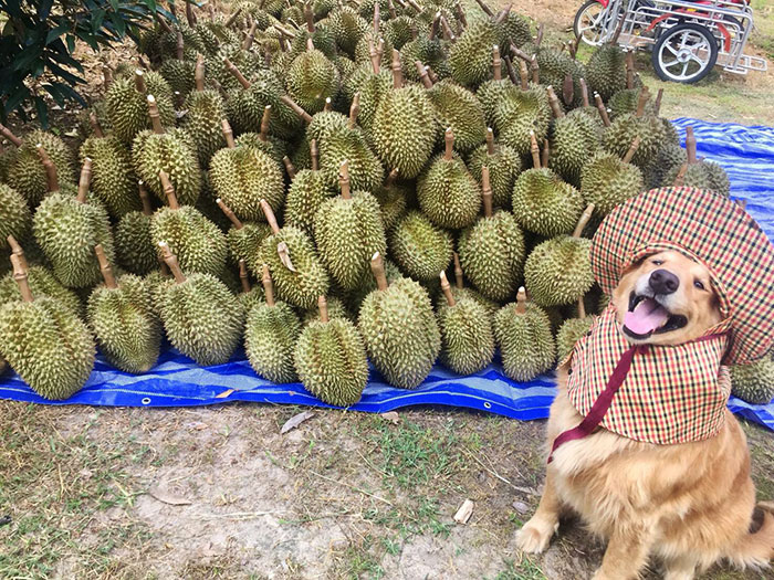 Golden Retriever Named Jubjib Is A ‘Durian Harvester’ Who Has Been Adorably Posing For Family Harvest Pics Since 2014 Golden Retriever Named Jubjib Is A ‘Durian Harvester’ Who Has Been Adorably Posing For Family Harvest Pics Since 2014