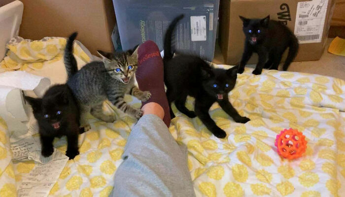 This Online Group Celebrates Kittens That Are ‘Illegally Smol’ And Here Are 50 Of The Most Adorable Pics This Online Group Celebrates Kittens That Are ‘Illegally Smol’ And Here Are 50 Of The Most Adorable Pics