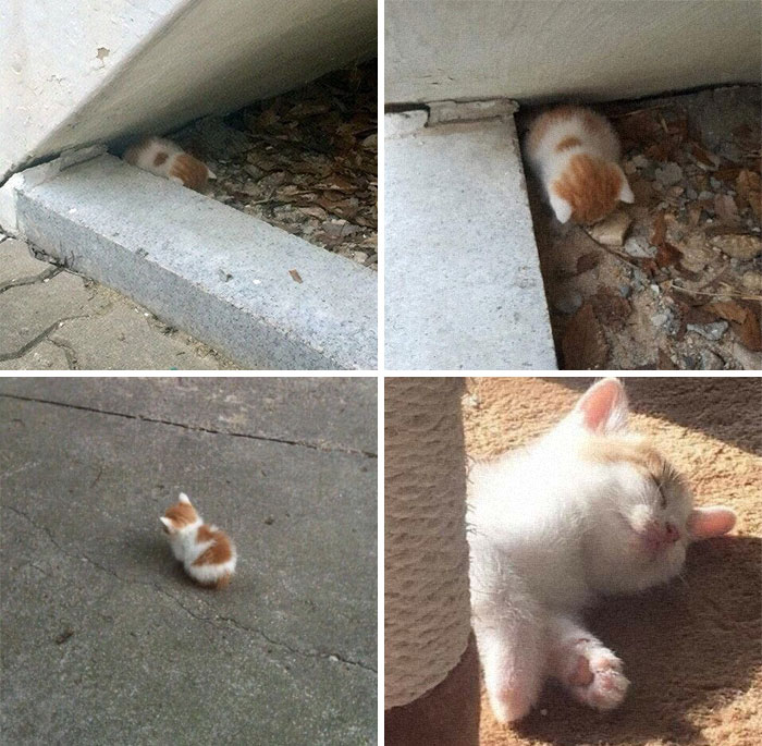 This Online Group Celebrates Kittens That Are ‘Illegally Smol’ And Here Are 50 Of The Most Adorable Pics This Online Group Celebrates Kittens That Are ‘Illegally Smol’ And Here Are 50 Of The Most Adorable Pics