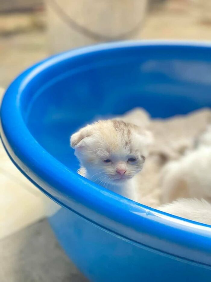 This Online Group Celebrates Kittens That Are ‘Illegally Smol’ And Here Are 50 Of The Most Adorable Pics This Online Group Celebrates Kittens That Are ‘Illegally Smol’ And Here Are 50 Of The Most Adorable Pics