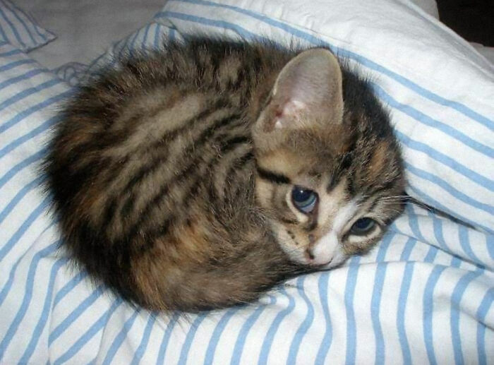 This Online Group Celebrates Kittens That Are ‘Illegally Smol’ And Here Are 50 Of The Most Adorable Pics This Online Group Celebrates Kittens That Are ‘Illegally Smol’ And Here Are 50 Of The Most Adorable Pics