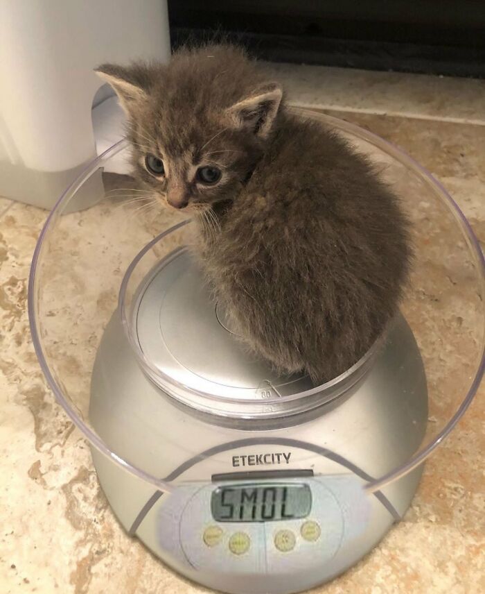 This Online Group Celebrates Kittens That Are ‘Illegally Smol’ And Here Are 50 Of The Most Adorable Pics This Online Group Celebrates Kittens That Are ‘Illegally Smol’ And Here Are 50 Of The Most Adorable Pics