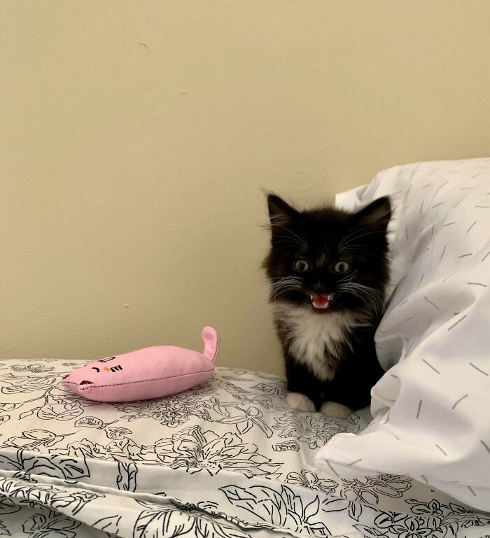 This Online Group Celebrates Kittens That Are ‘Illegally Smol’ And Here Are 50 Of The Most Adorable Pics This Online Group Celebrates Kittens That Are ‘Illegally Smol’ And Here Are 50 Of The Most Adorable Pics