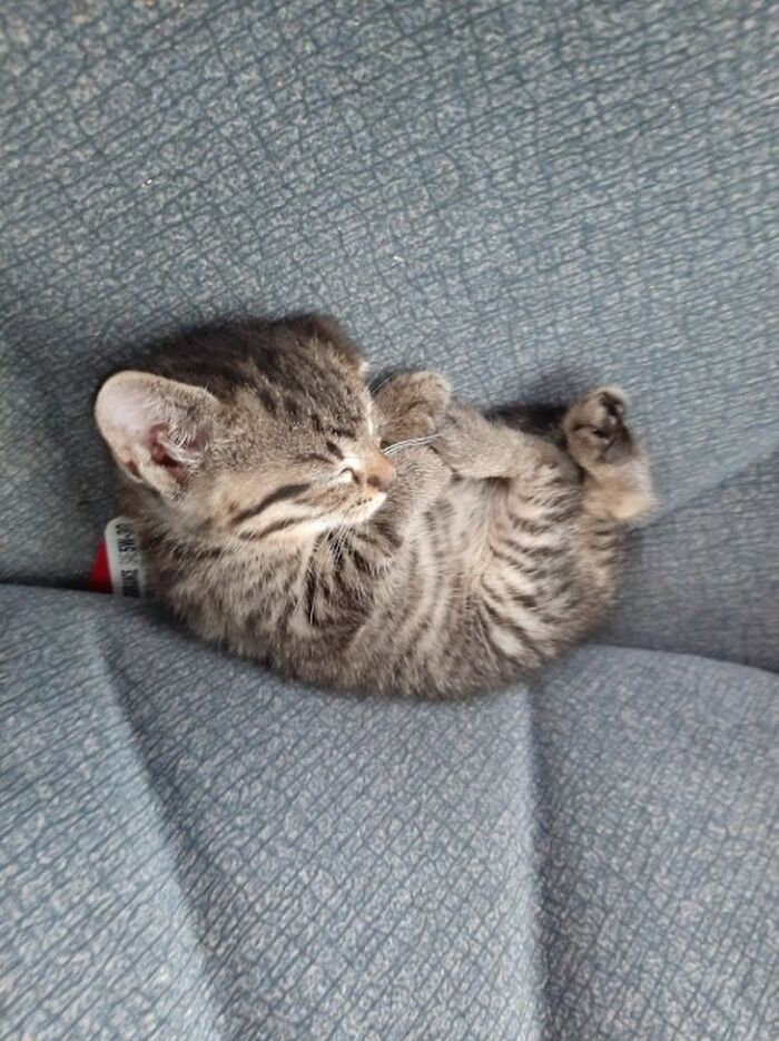 This Online Group Celebrates Kittens That Are ‘Illegally Smol’ And Here Are 50 Of The Most Adorable Pics This Online Group Celebrates Kittens That Are ‘Illegally Smol’ And Here Are 50 Of The Most Adorable Pics