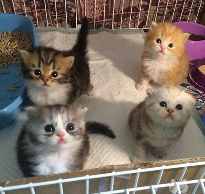 This Online Group Celebrates Kittens That Are ‘Illegally Smol’ And Here Are 50 Of The Most Adorable Pics This Online Group Celebrates Kittens That Are ‘Illegally Smol’ And Here Are 50 Of The Most Adorable Pics
