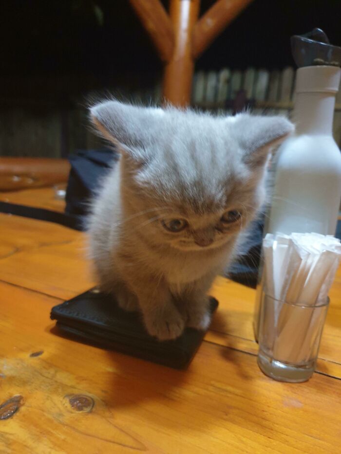 This Online Group Celebrates Kittens That Are ‘Illegally Smol’ And Here Are 50 Of The Most Adorable Pics This Online Group Celebrates Kittens That Are ‘Illegally Smol’ And Here Are 50 Of The Most Adorable Pics